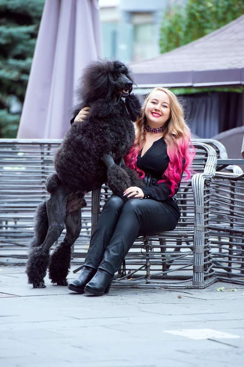 Королевский пудель в ринге