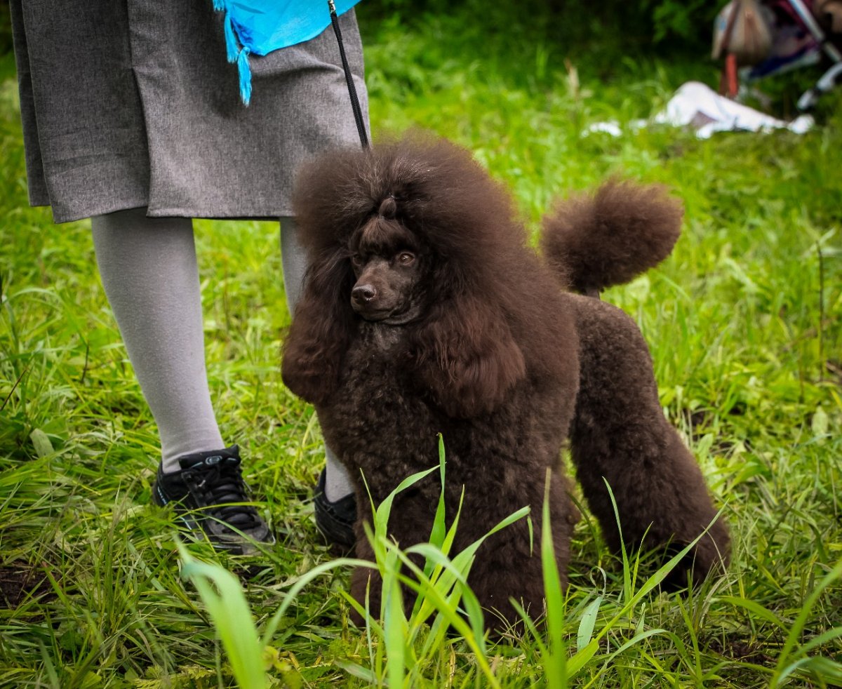 Королевский пудель рядом с человеком