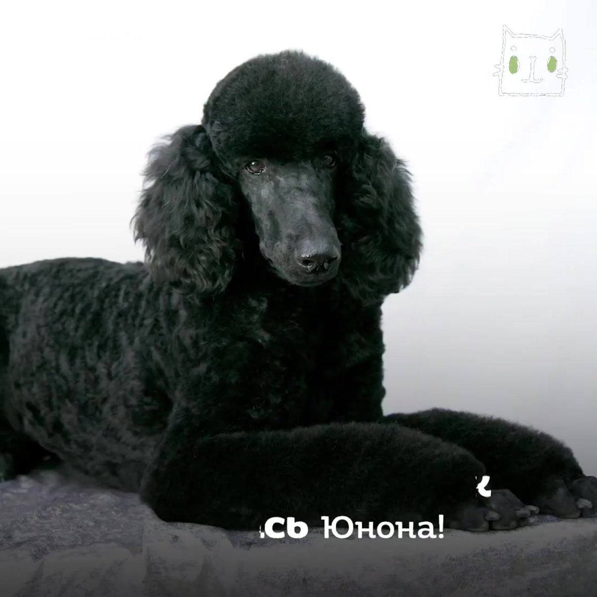 Диза Флейч питомник пуделей в СПБ