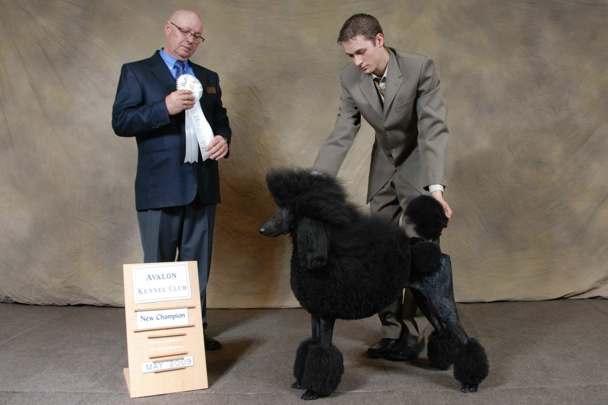 Карликовый Королевский пудель