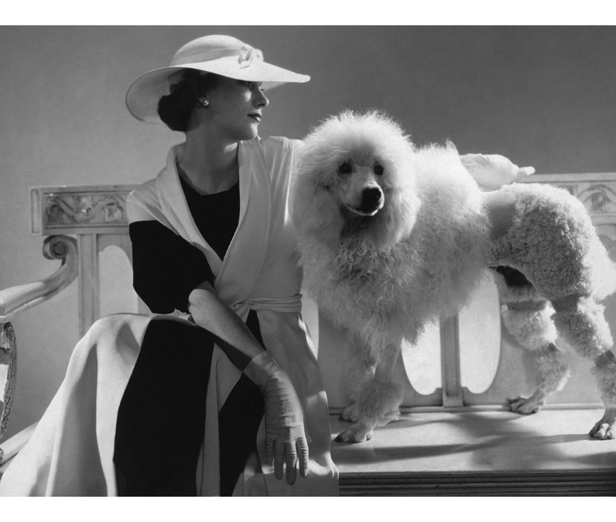 Черный пудель новый год арт