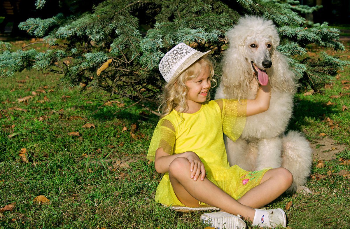 Королевский пудель рядом с человеком