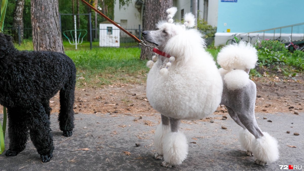 Курликовыйпудель белый