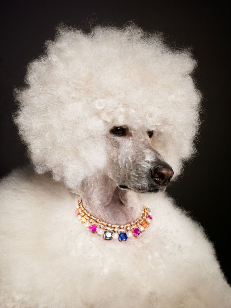 Пудель Арлекин