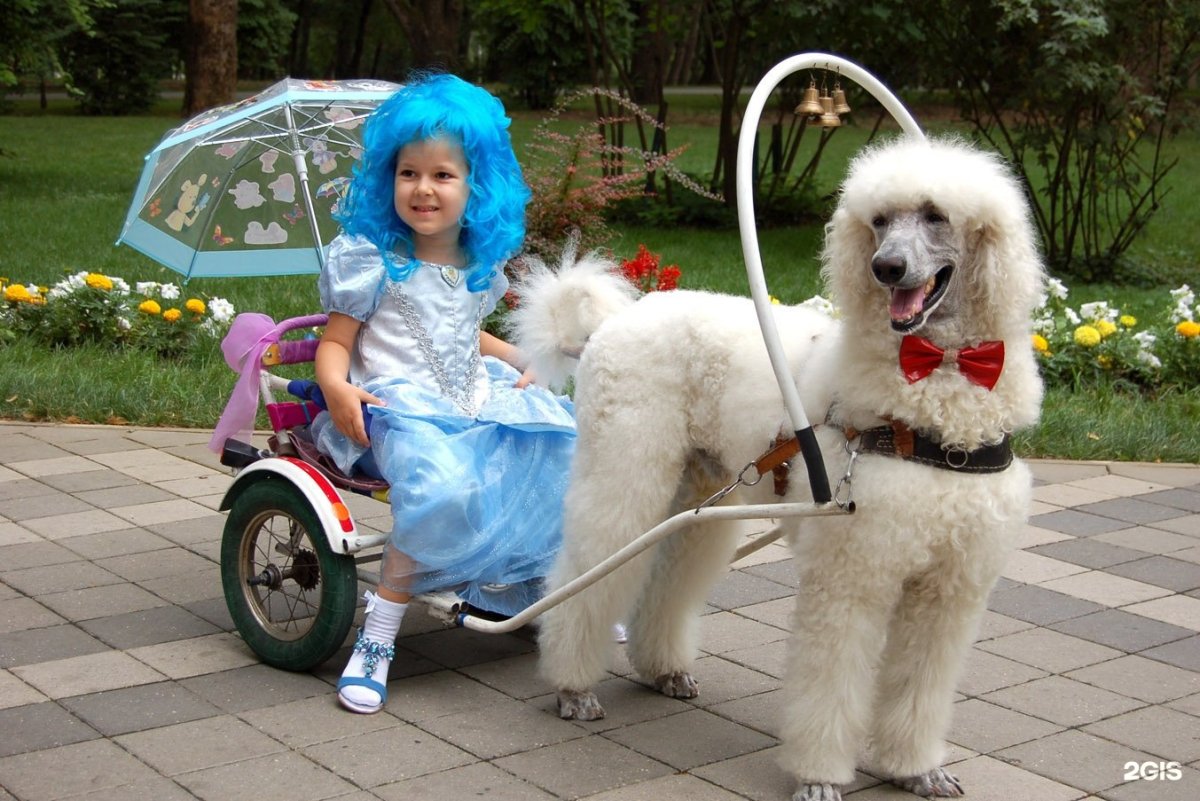 Средний пудель с человеком