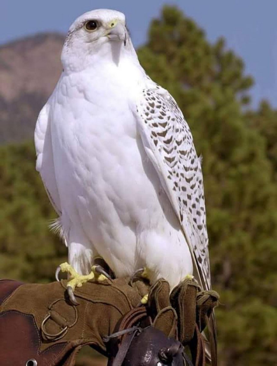 Камчатский Сокол Кречет