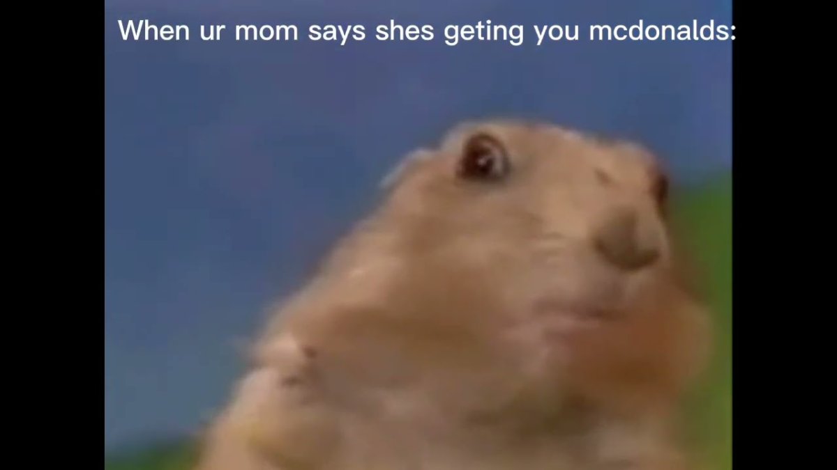 Мем суслик взгляд