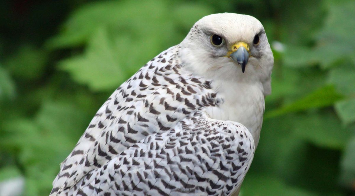 Кречет с добычей