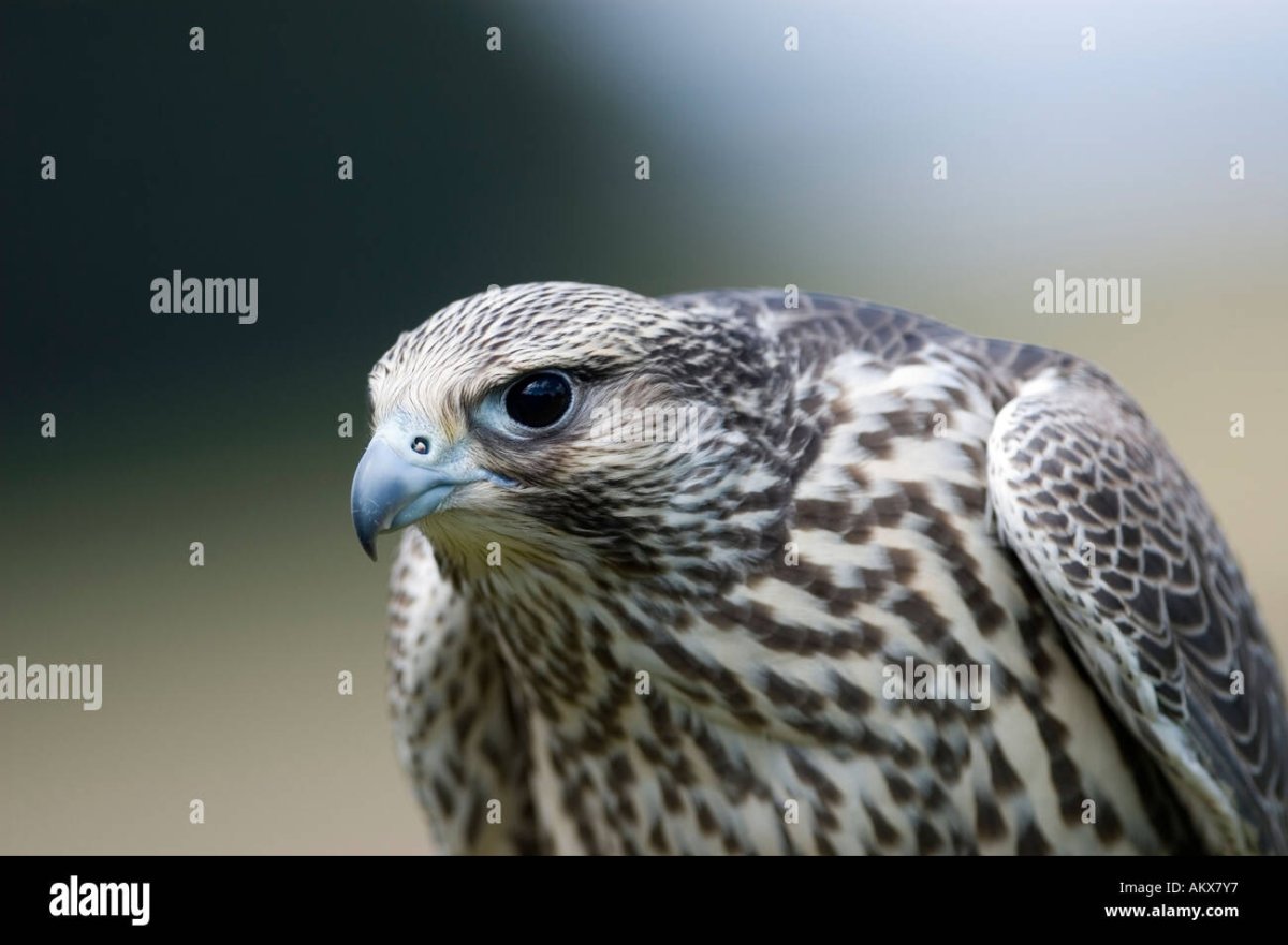 Роберт Бейтман Скопа