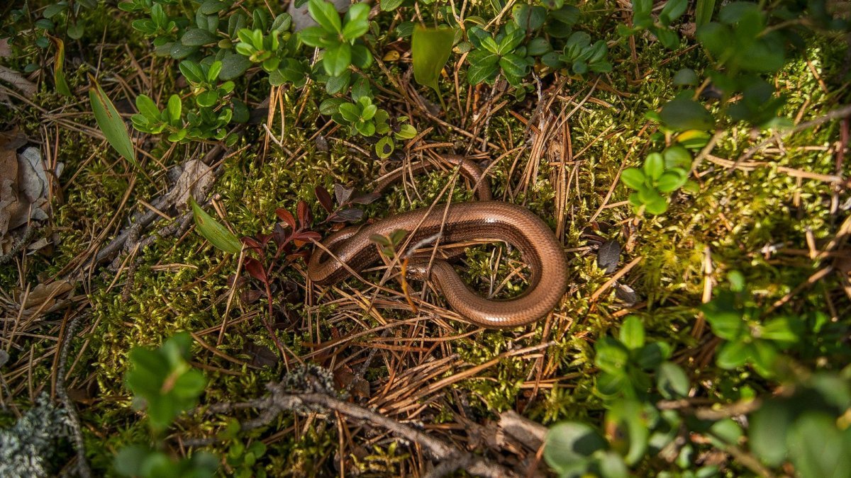 Веретеница и медянка