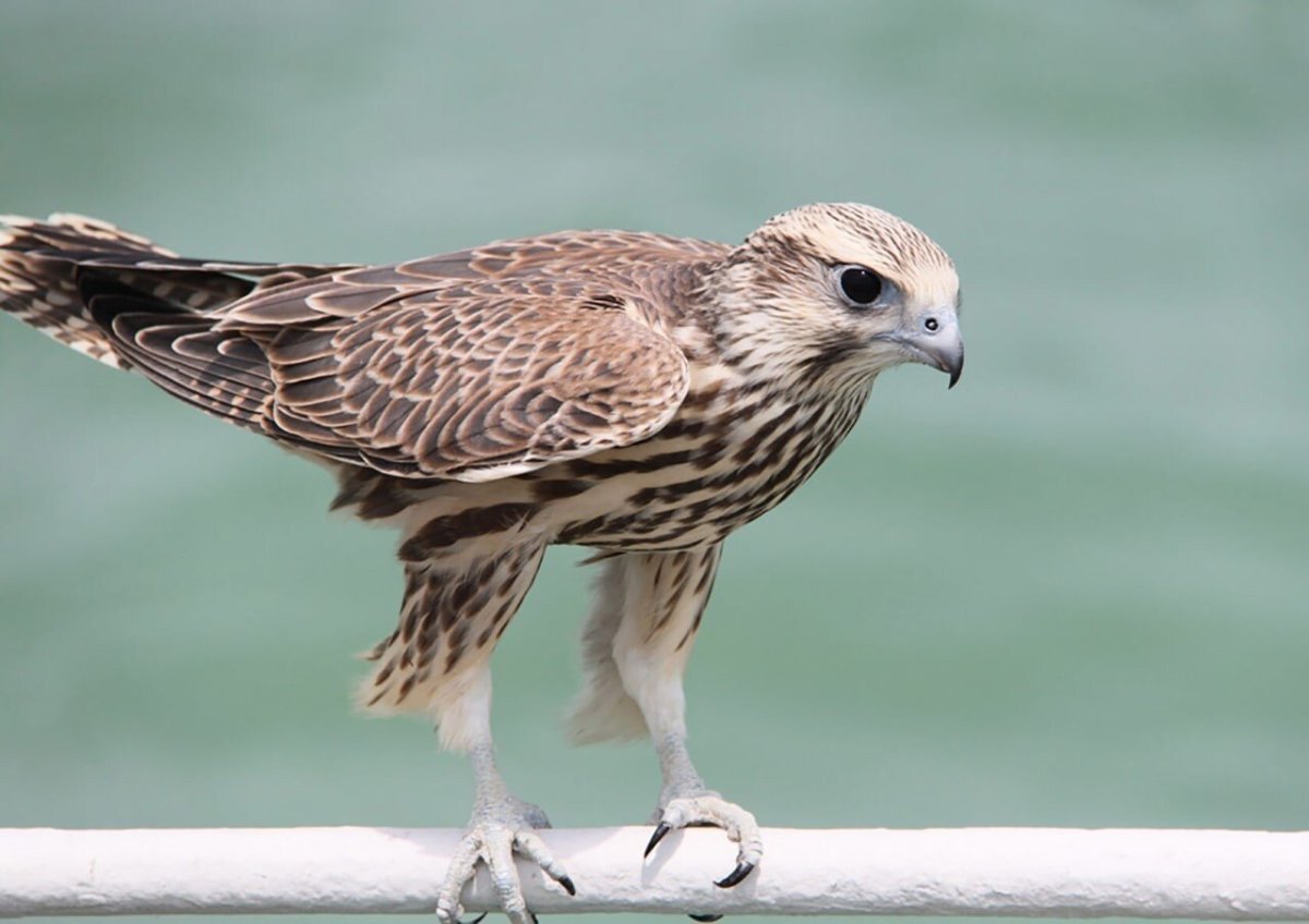 Кречет глаза