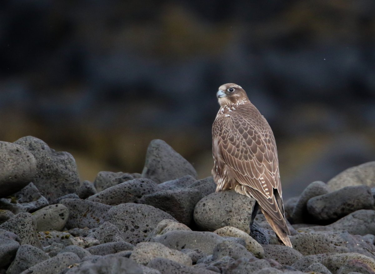 Кречет в тундре
