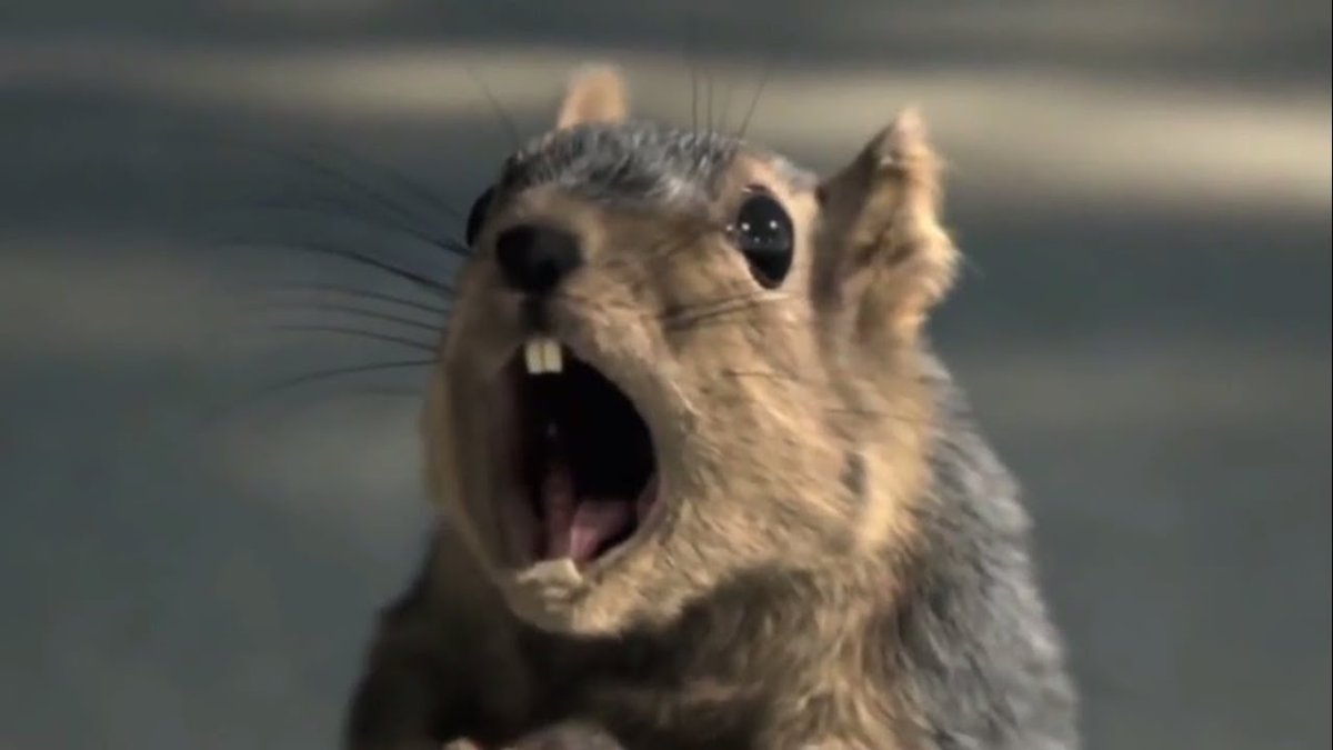 Кричащий суслик