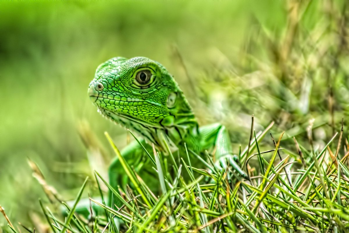 Травяная ящерица