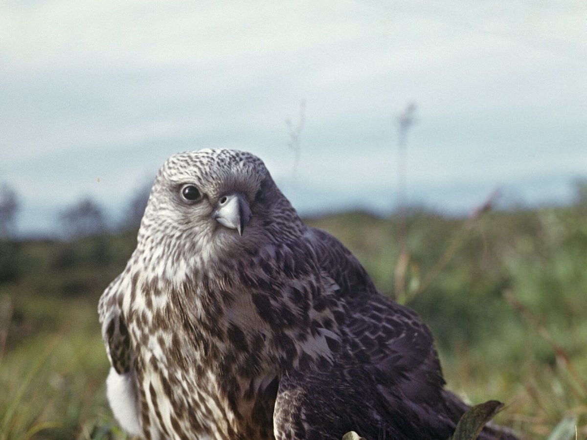 Канюк и Кречет