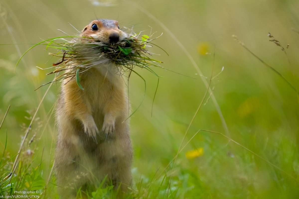 Суслики смешные