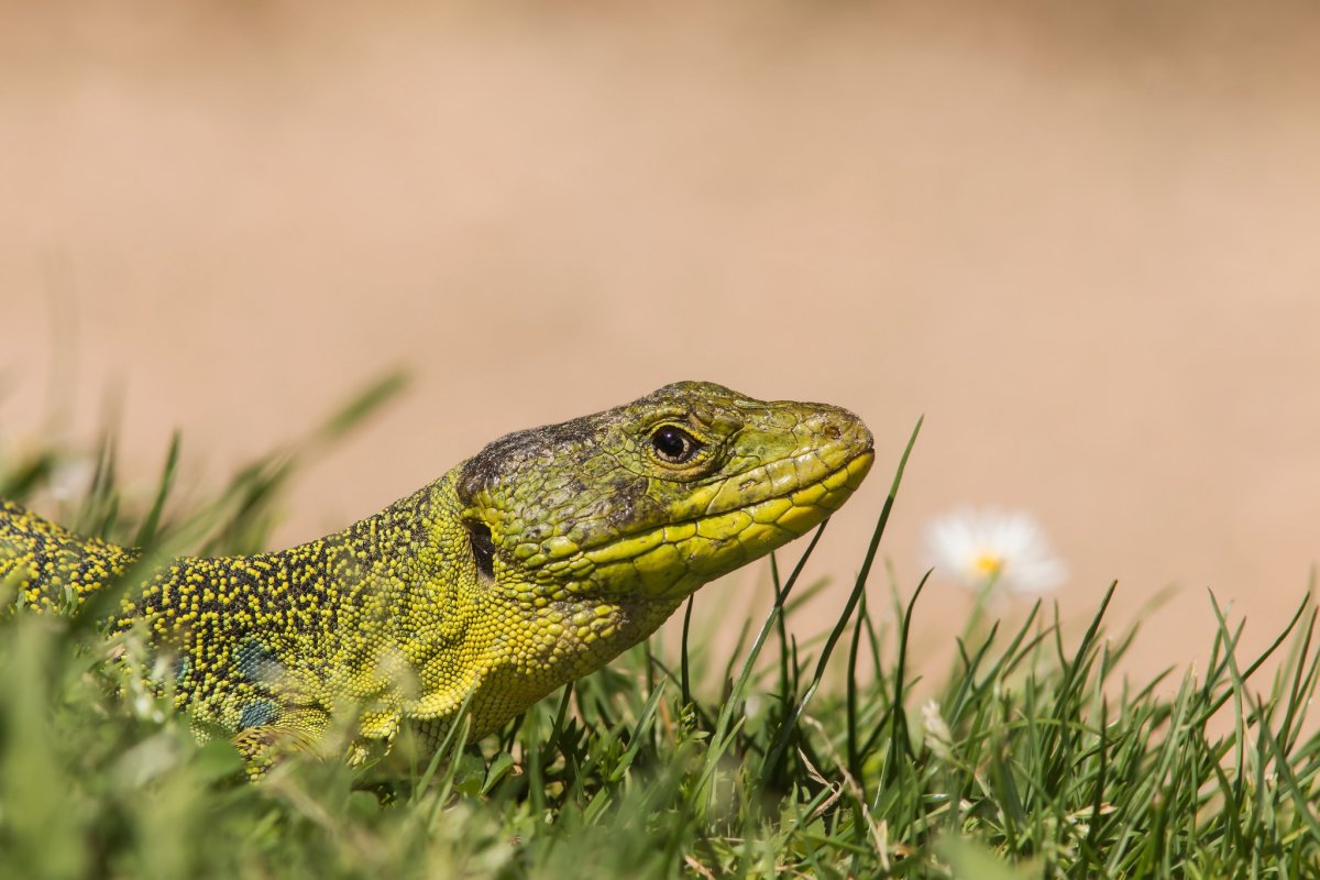 Глазчатая ящерица