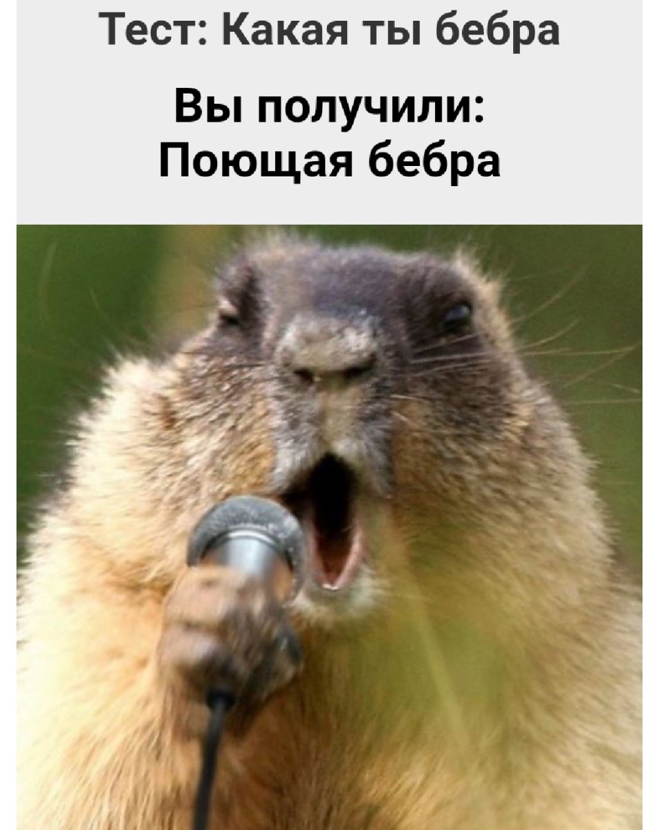 Партия сусликов и Бобров