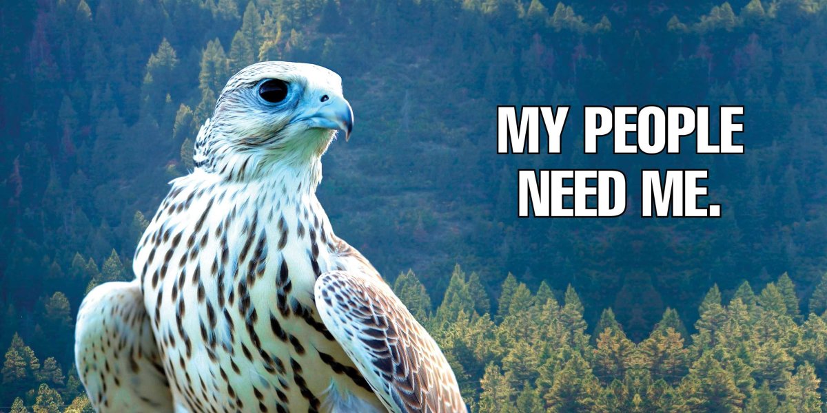 Сокол Кречет Ирландия