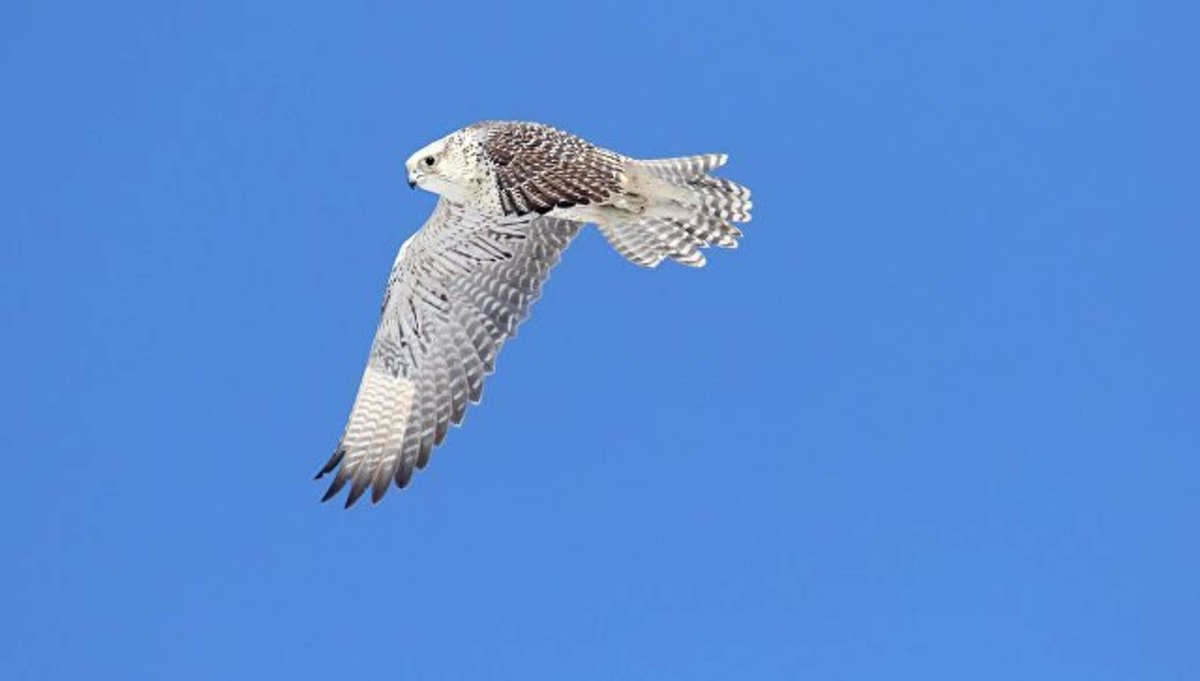 Кречет Falco rusticolus