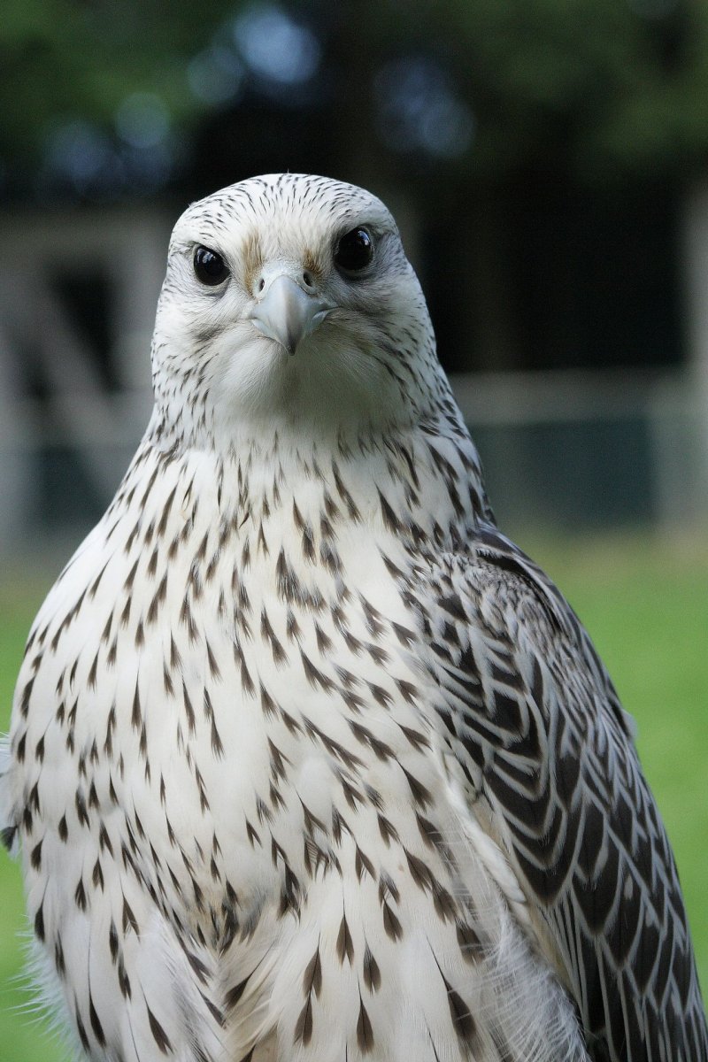 Темный Сокол