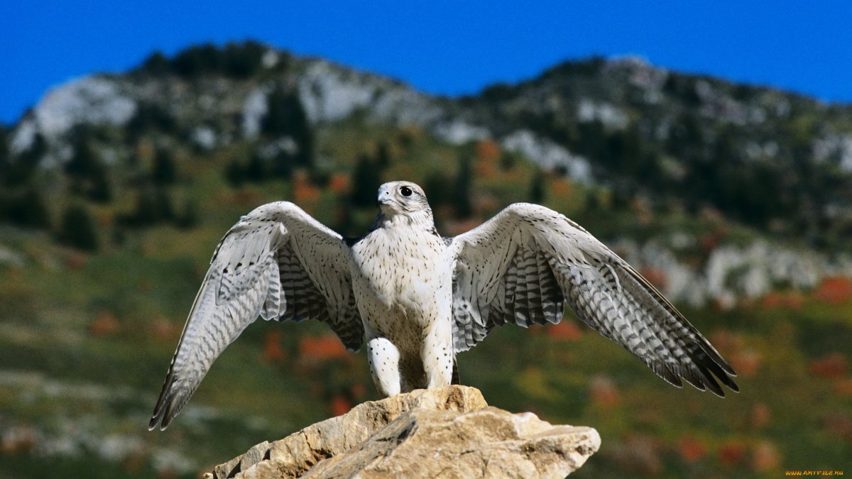 Камчатский Сокол Кречет