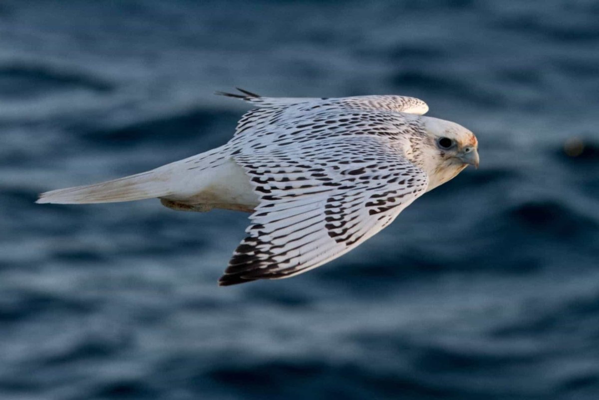 Кречет птица фото