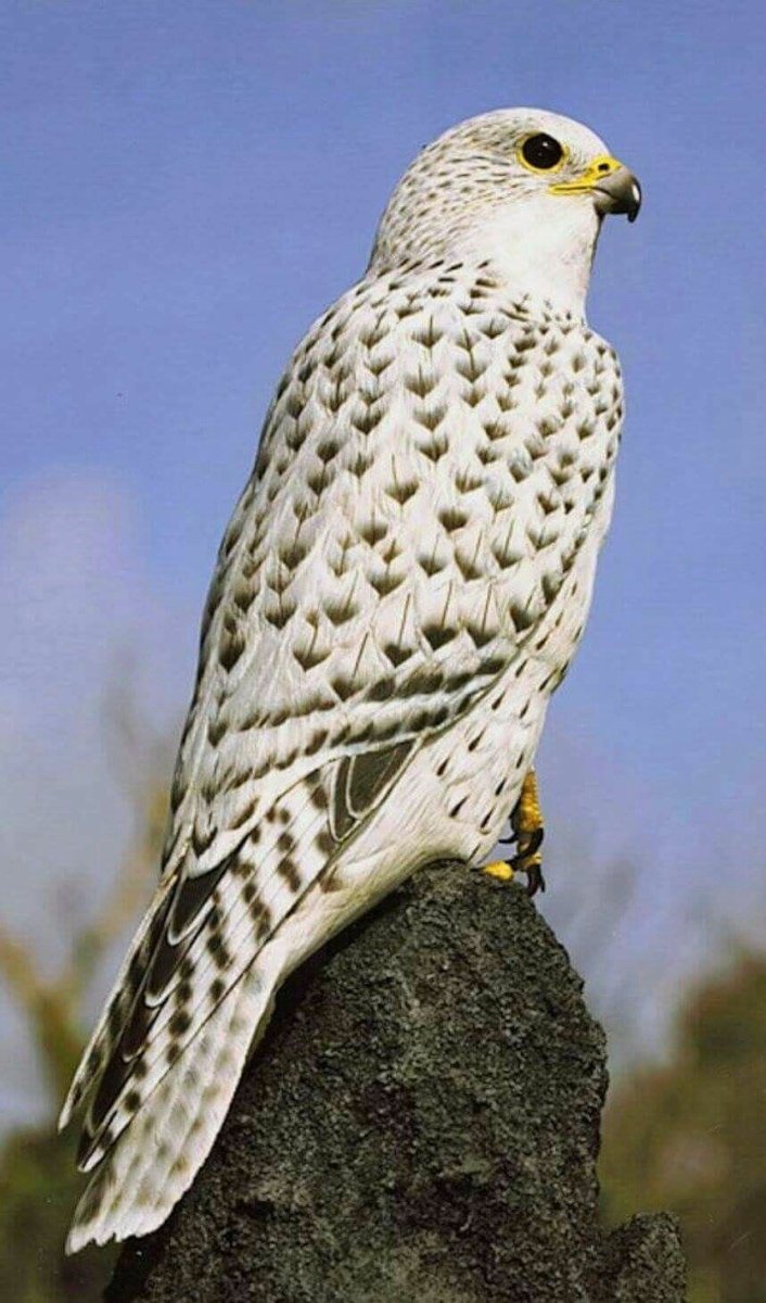 Кречет в тундре