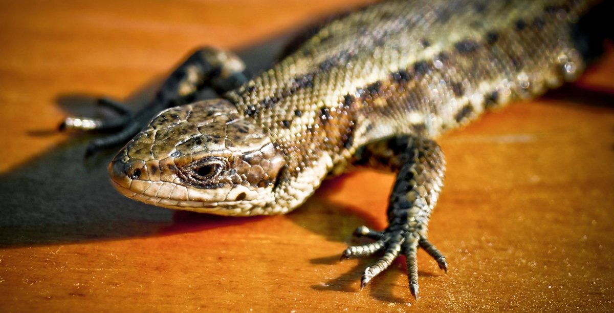 Чешуйчатые ящерицы