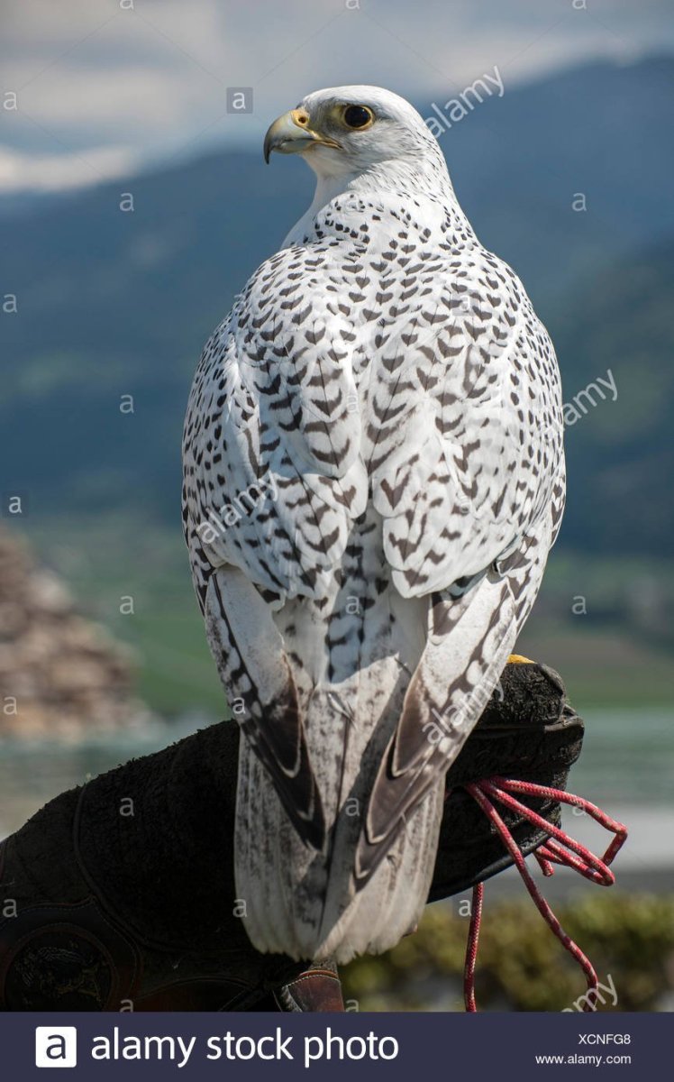 Кречет Falco rusticolus