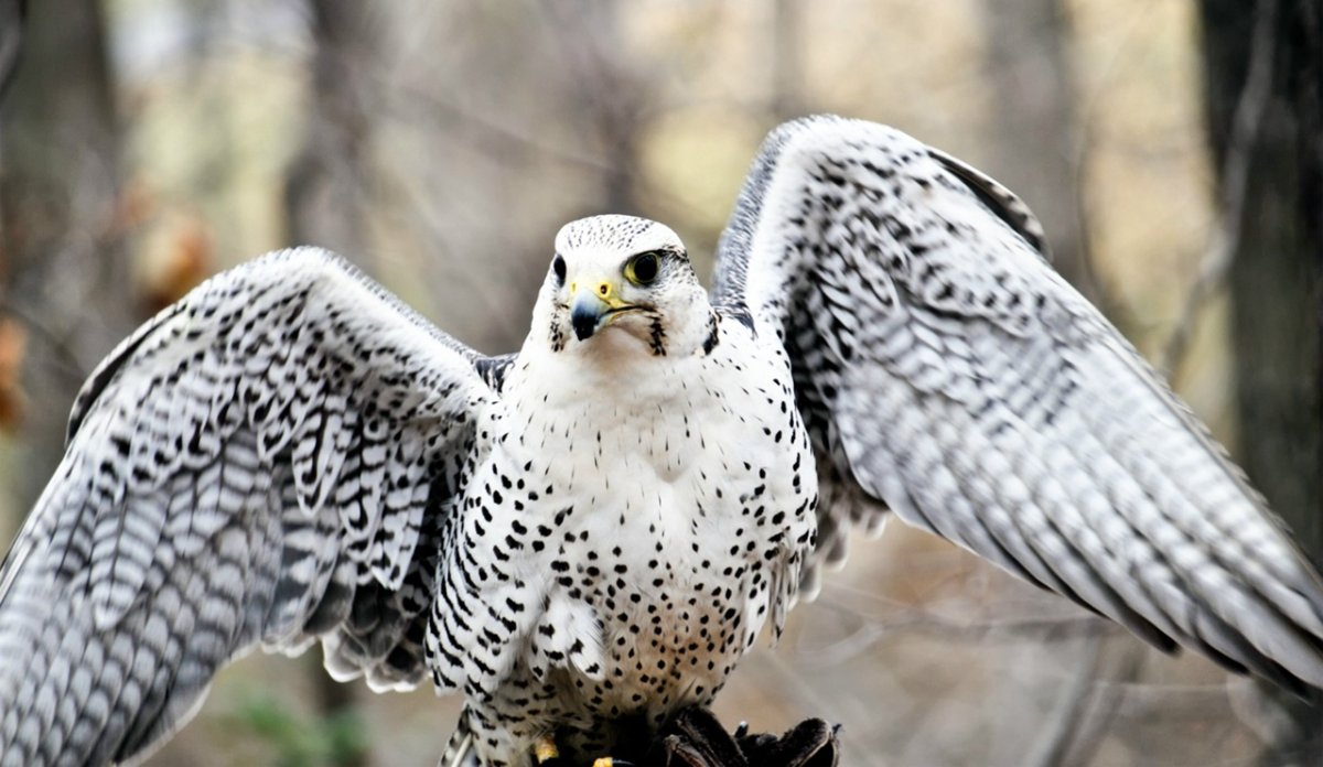 Ястреб Кречет