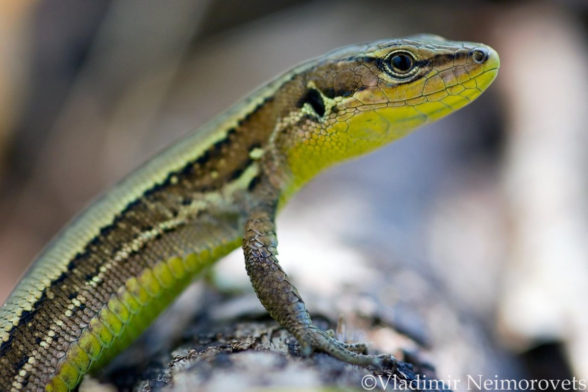 Ящерица Луговая (Lacerta praticola)
