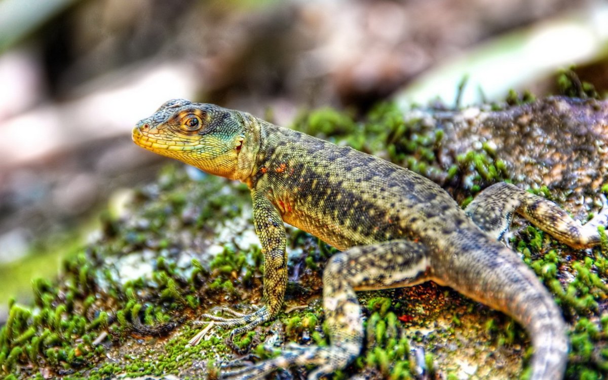 Глазчатая ящерица