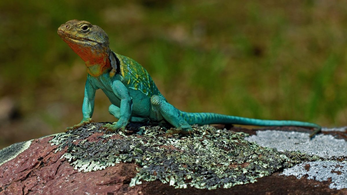 Земноводная ящерица