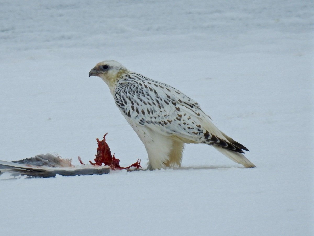 Сокол Сапсан Крылья