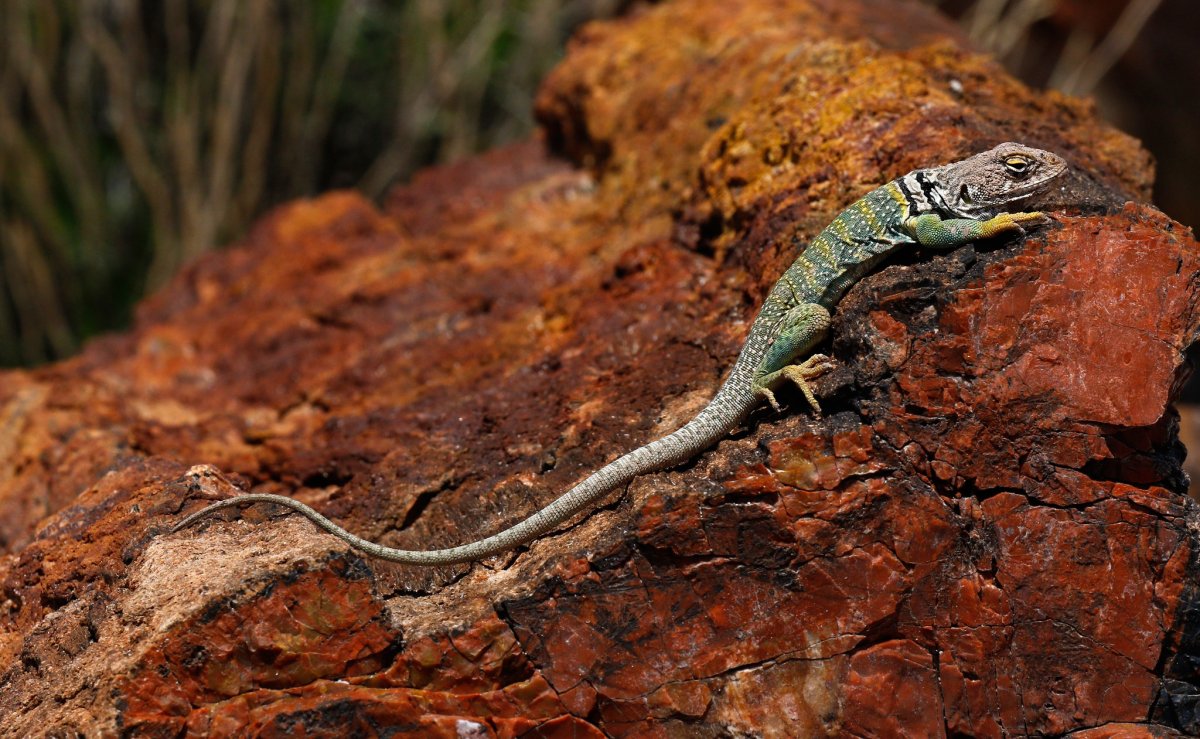 Ящерицы в Аризоне