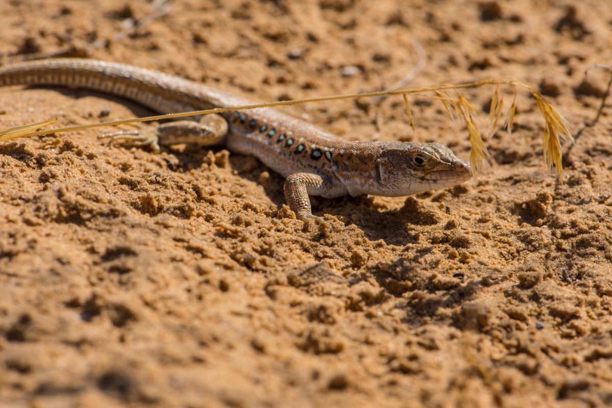 Ящурка Барбура