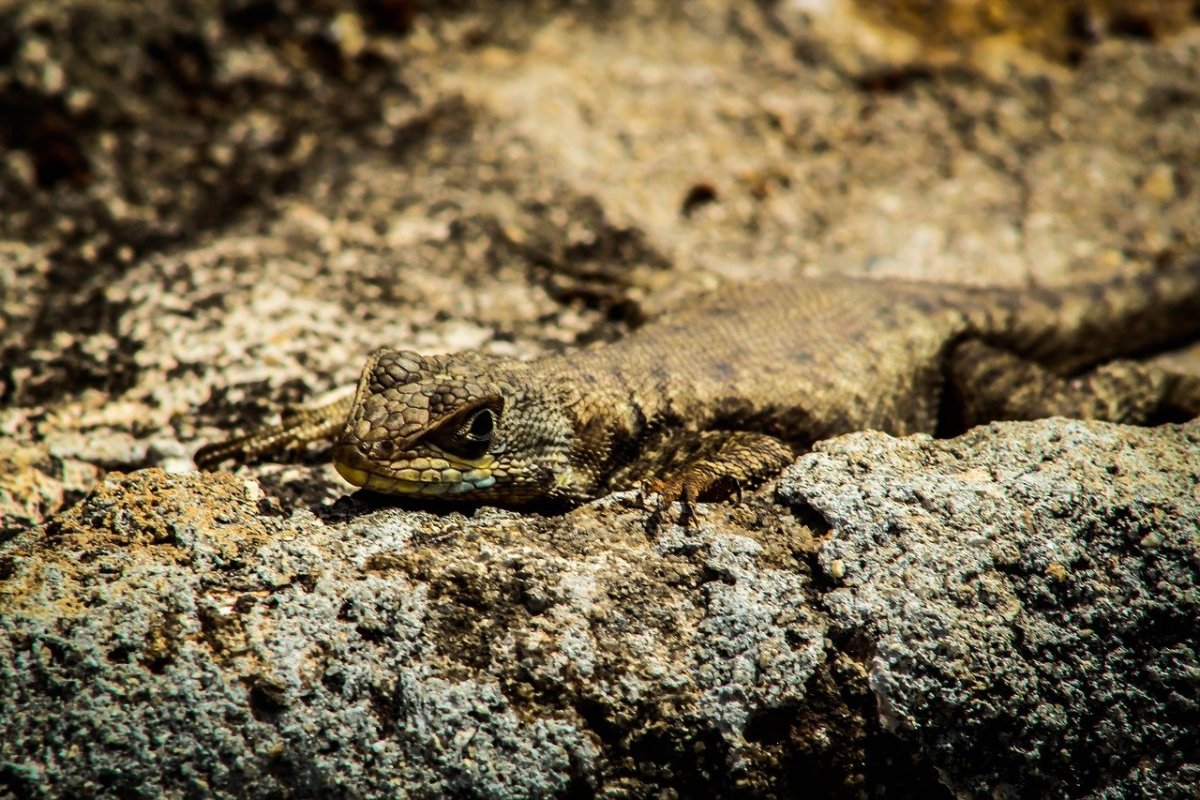 Ящерки в Ленинградской области