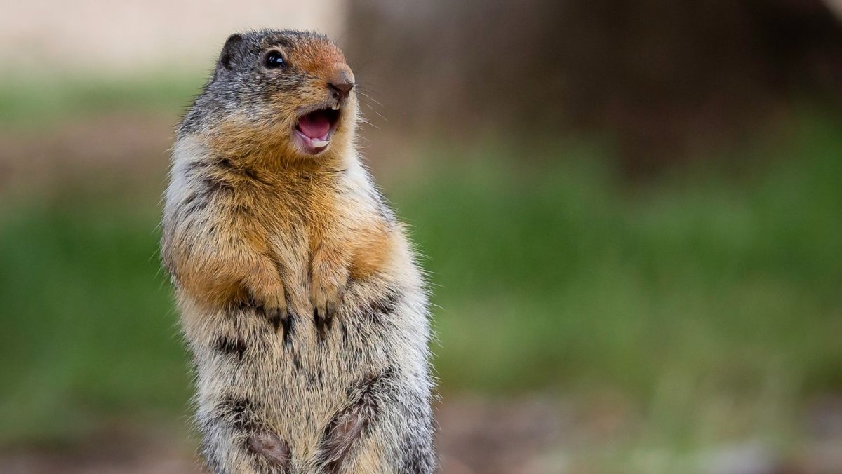 Суслик тринадцати полосный