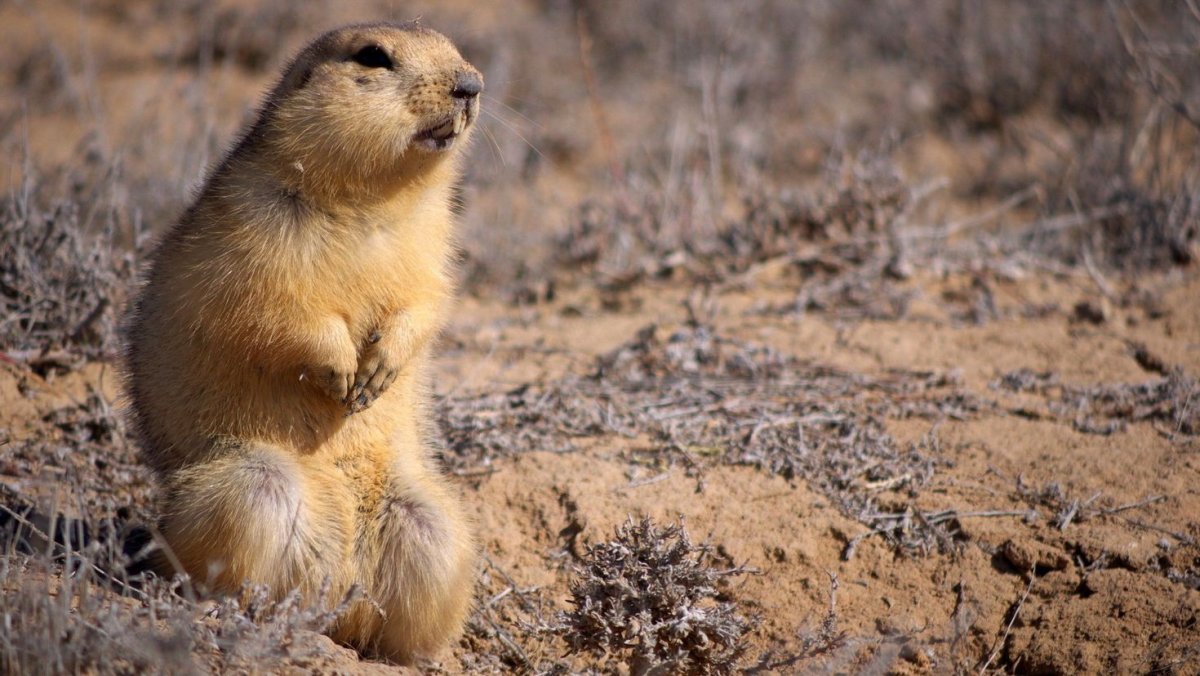 Степи пустыни полупустыни животные