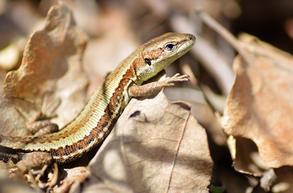 Луговая ящерица Darevskia praticola