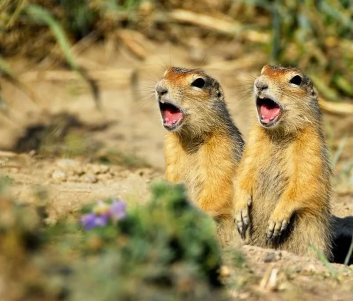 Три суслика