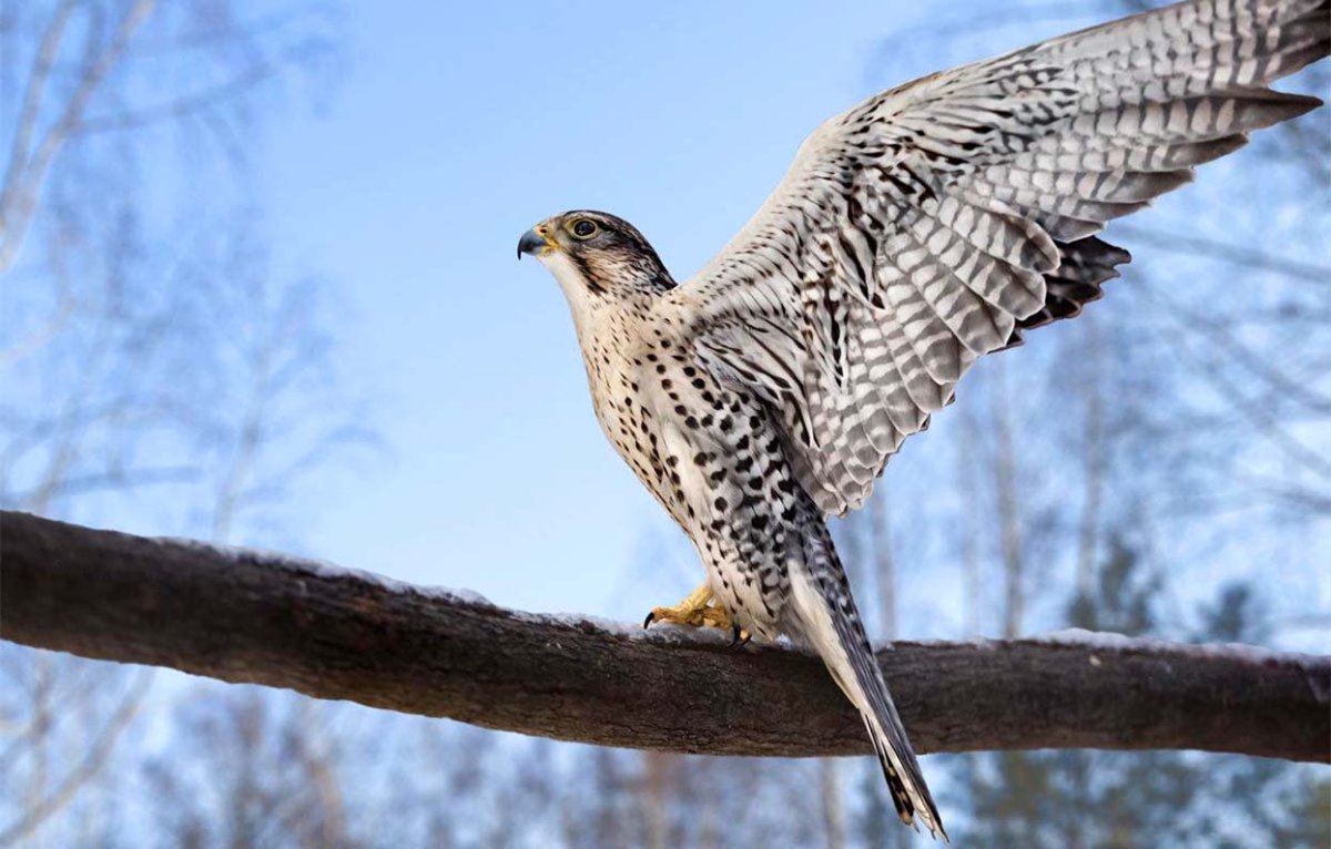 Сапсан птица красивые фото разноцветный