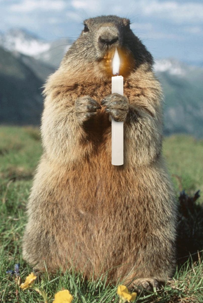 Сурок Байбак толстый