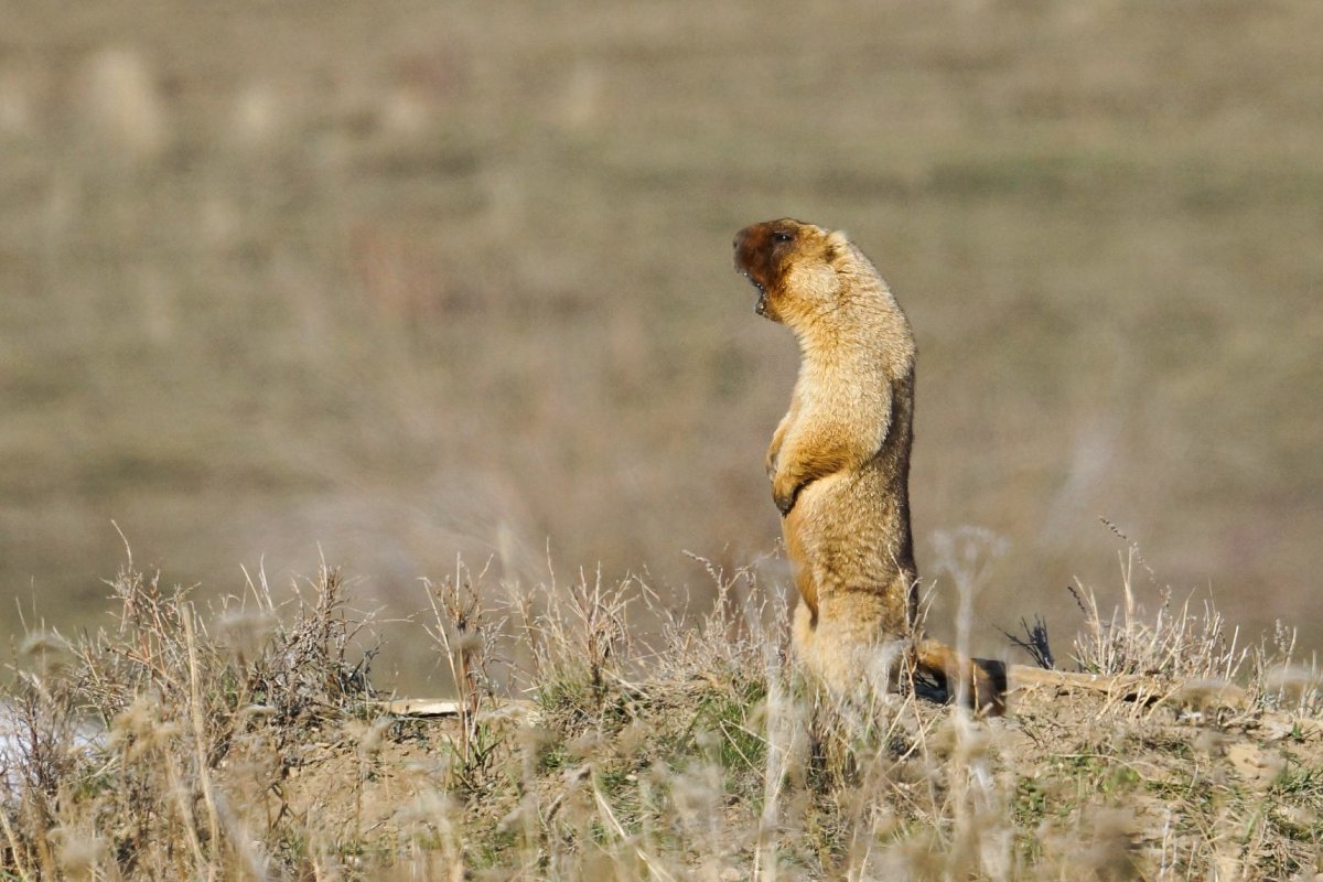 Кричащий суслик