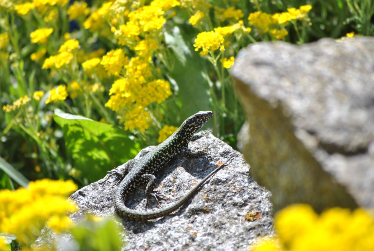 Ящерица вазага