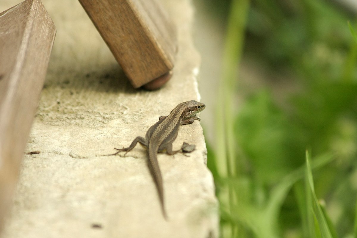 Ящерица Луговая (Lacerta praticola)