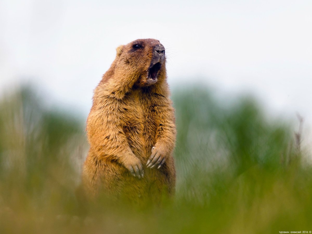 Сурок Байбак Европейский