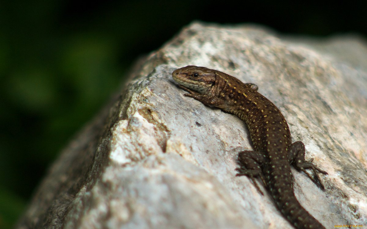 Ящерица живородящая (лат. Zootoca vivipara)