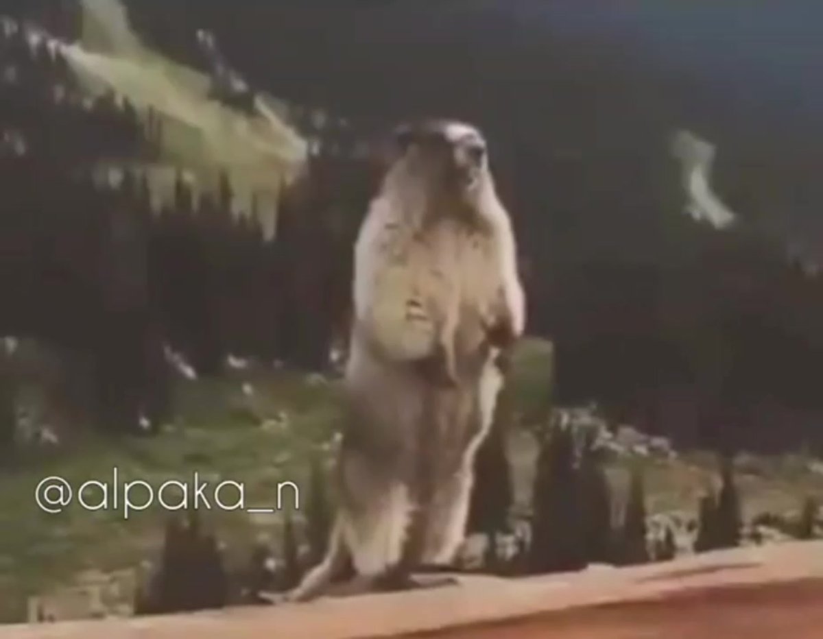 Суслик кричит в горах